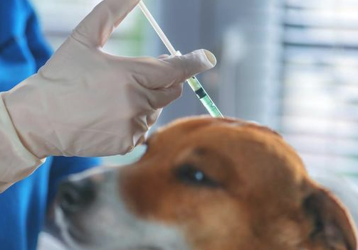 狗狗怕医生吗？(图1)