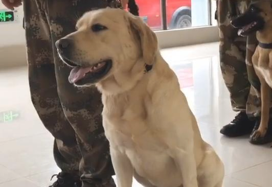 狗狗怕医生吗？(图2)