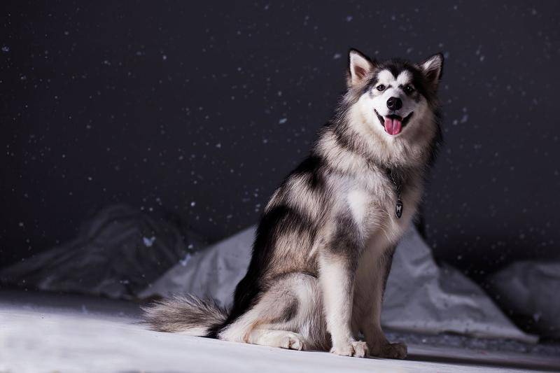 阿拉斯加犬狗粮多少钱？一顿吃多少适合(图2)