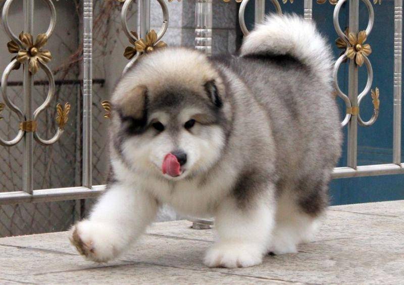 阿拉斯加犬狗粮多少钱？一顿吃多少适合(图3)