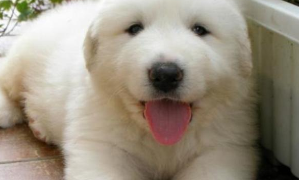 为啥狗狗都会在深夜惨叫？又估计咋办？(图1)