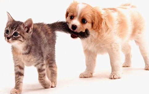 宠物这个可以出国旅游吗？出行攻略来看看(图1)