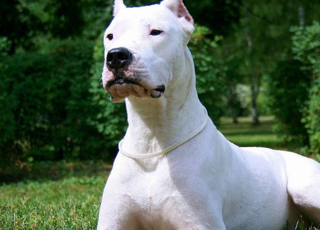 宠物这个可以出国旅游吗？出行攻略来看看(图3)