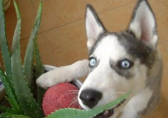 对狗狗危害的三种植物 宠主千万要别养在家里了！(图1)