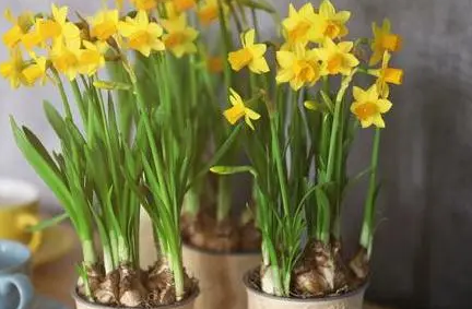 对狗狗危害的三种植物 宠主千万要别养在家里了！(图2)