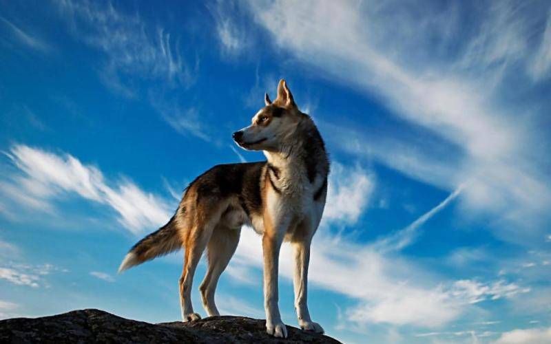 哈士奇与狼的区别 为啥有人会道歉(图3)