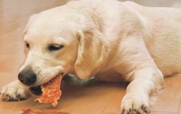 老狗有这5种表现 表明又能活很长期性 你肯定觉得开心(图1)