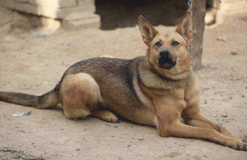 老狗有这5种表现 表明又能活很长期性 你肯定觉得开心(图2)