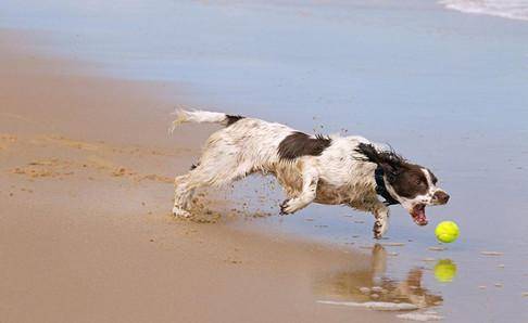 史宾格犬的智商 确定了它们的地位(图1)