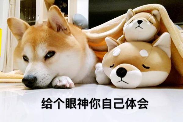 秋田犬是哪个国家的狗？还还不知道你土爆了(图2)