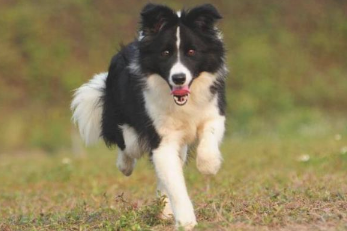 狗狗单独行动就乱跑 要如何都叫不回家里 用这5招 它乖乖地跟你回家来(图2)