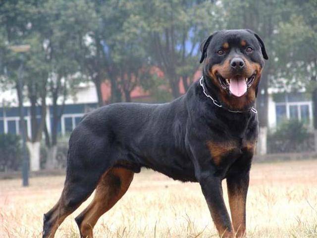 罗威纳犬看家能力 小偷强盗的克星(图1)