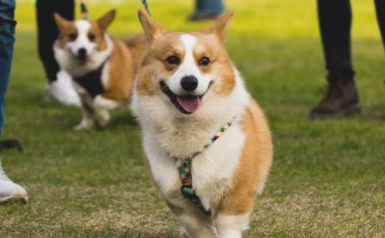 聪敏狗狗才会做的6件事 中了4件之上 你也就也能享受清福了(图1)