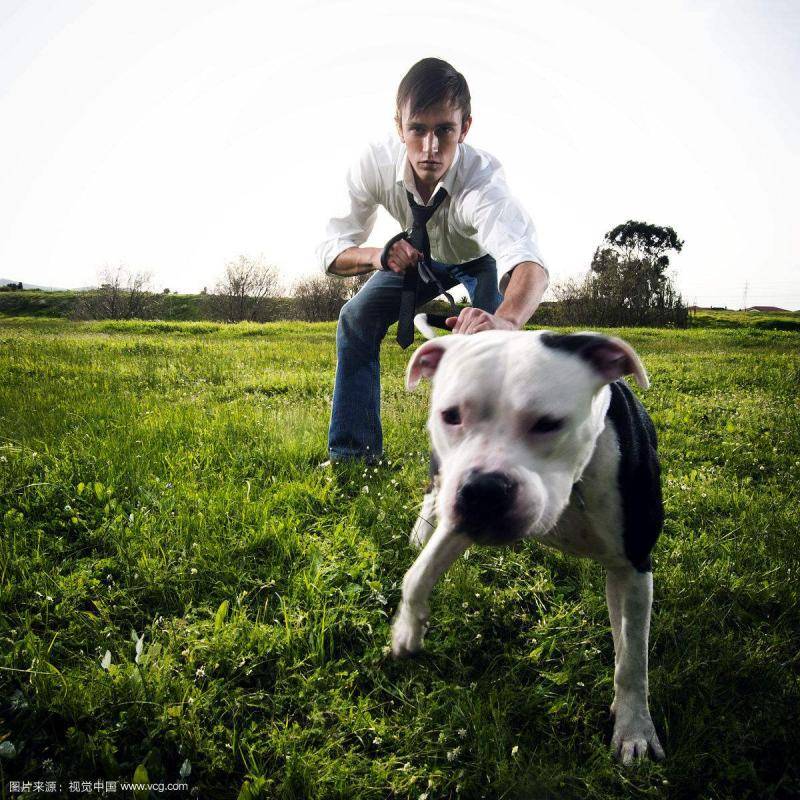 该如何让比特犬开口 把握好时期很不重要(图2)