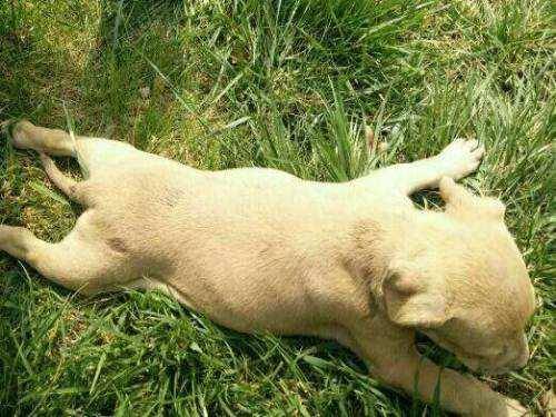 该如何让比特犬开口 把握好时期很不重要(图3)