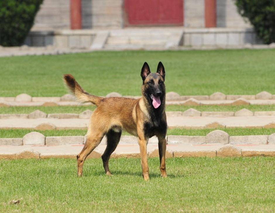 杜宾犬和马犬哪个厉害不？跟我比差距真不小(图1)