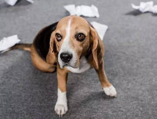 狗狗忽地“没法行进” 很有可能不是你干了这个事！(图1)