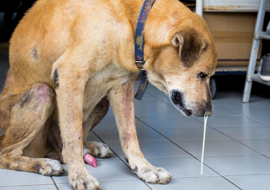 狗狗流黄鼻涕并不是猫瘟是发烧感冒吗？(图1)