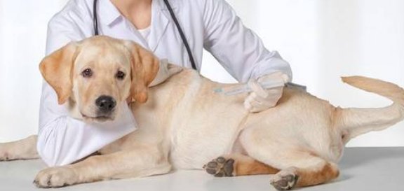 狗狗流黄鼻涕并不是猫瘟是发烧感冒吗？(图2)