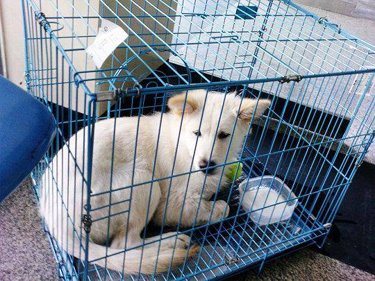 狗狗怎么托运 把一些细节处理好就差不多吧了(图1)