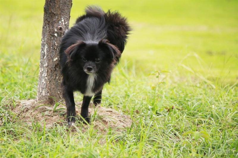 幼年期马犬怎摸训练？常规的方法全是这样的(图3)