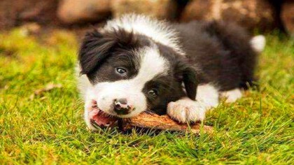 拉布拉多串串不笨吗(图1)