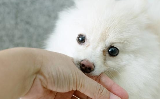 为甚么无须随便选把狗狗赶出去？你的狠心绝情 对狗狗危害挺大(图1)