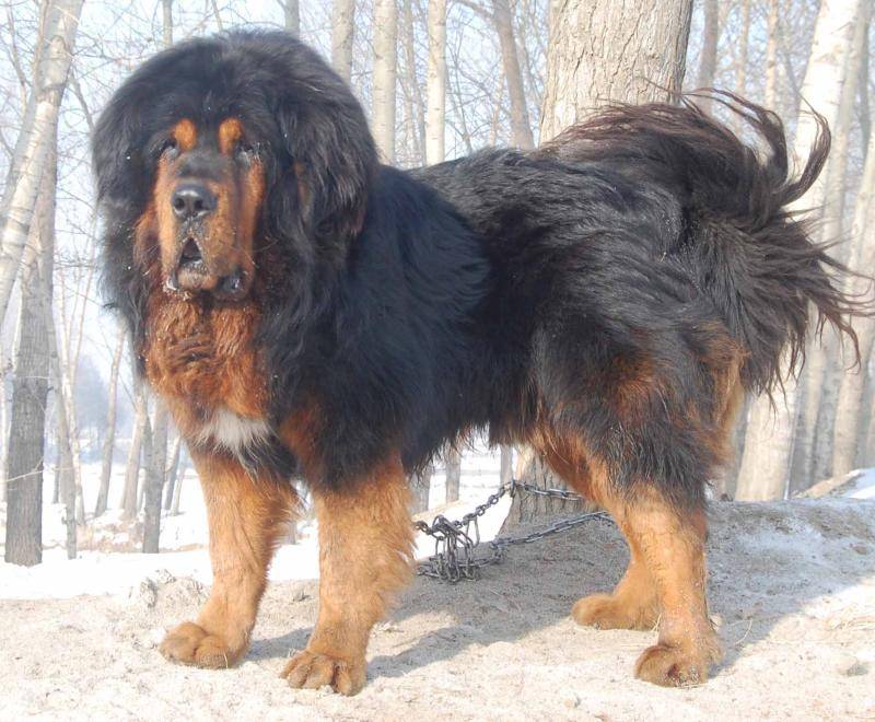 藏獒吃什么好狗粮好？听听藏民们怎么说的(图2)