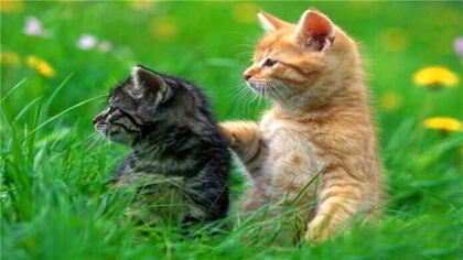 母猫做绝育伤口拆线疼吗(图1)