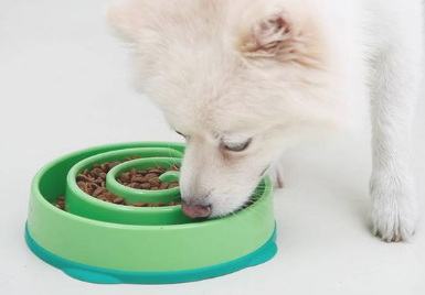 狗狗吃饭太快 非常很容易出难题 六个方式让它变的慢一点(图1)