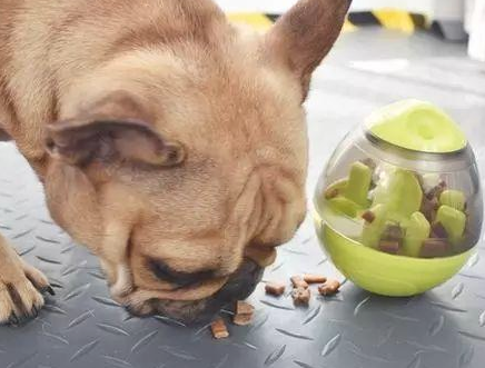 狗狗吃饭太快 非常很容易出难题 六个方式让它变的慢一点(图2)