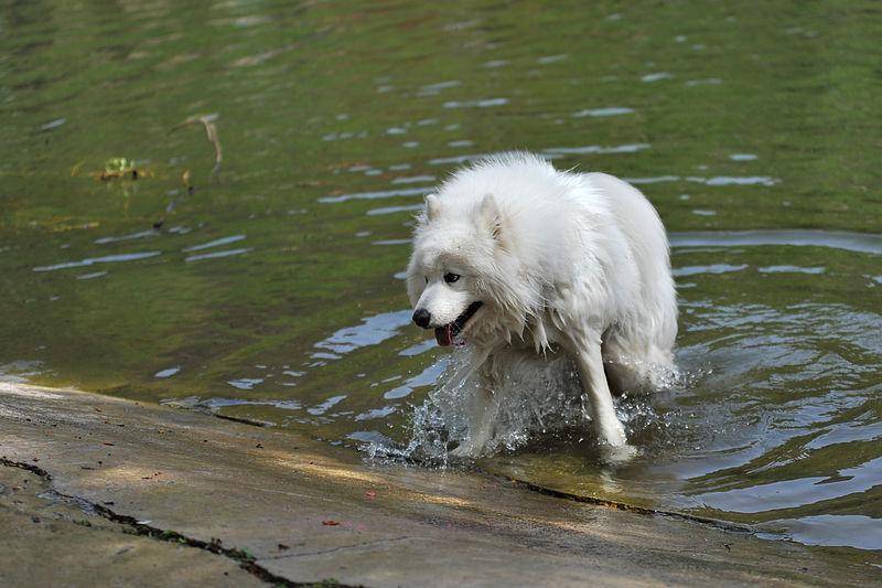 萨摩耶吃的多吗？主要注意看正处于哪一个阶段(图2)