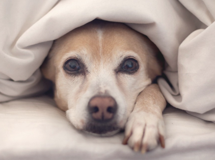 要如何细心照料刚生就小狗？(图1)