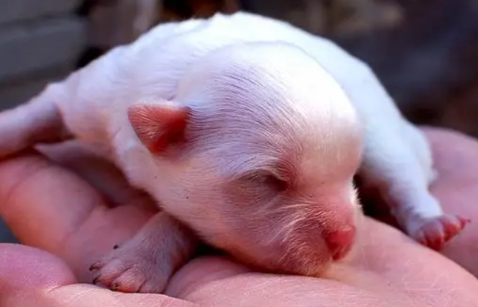 要如何细心照料刚生就小狗？(图2)