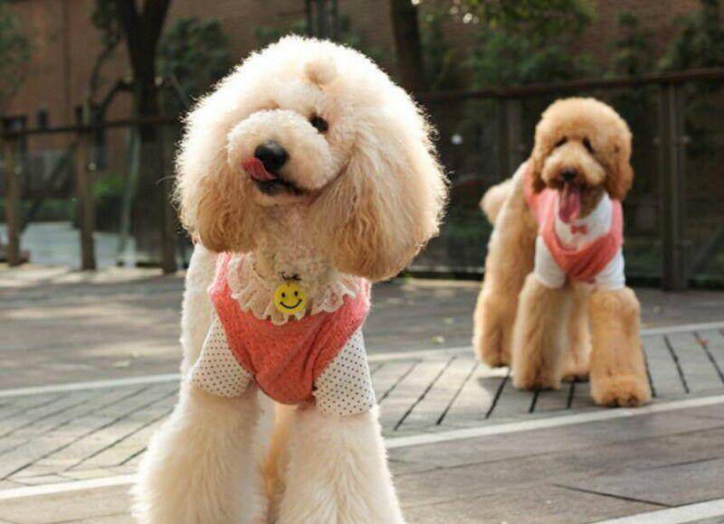 贵宾犬怎么样啊？养过的人也是那样的话说的(图1)