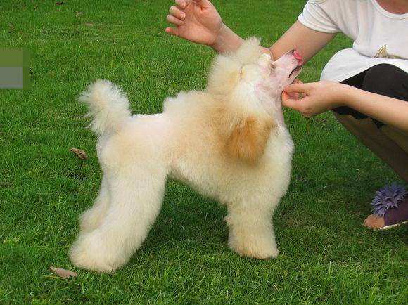 贵宾犬怎么样啊？养过的人也是那样的话说的(图3)