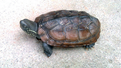 乌龟腐皮怎么办(图1)