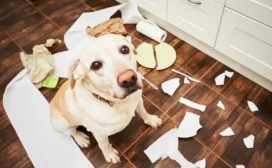 小狗也早有青春叛逆期个人行为？(图1)