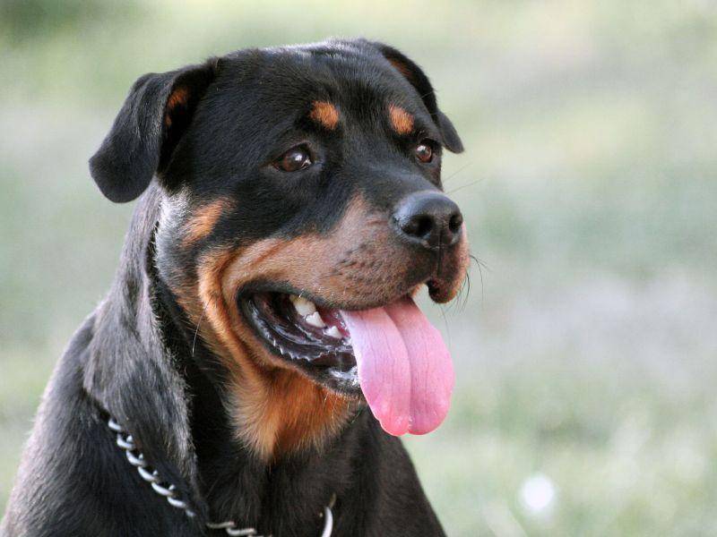 罗威纳会咬主人吗？通常应该取决对它的训练(图2)