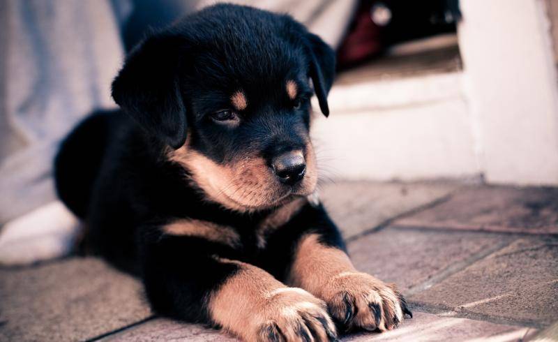 罗威纳会咬主人吗？通常应该取决对它的训练(图3)