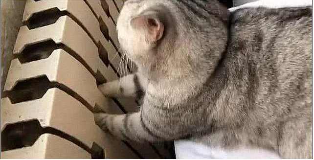猫咪在客厅惨叫 以为是它又被二哈欺负(图1)