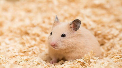 仓鼠用注射疫苗吗(图1)