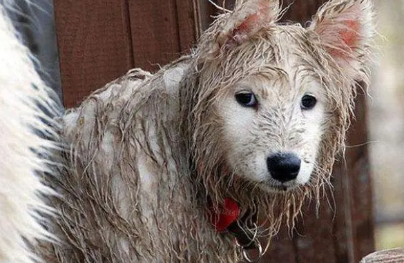 养黑狗好应该白狗好 这4个对比 一眼便知(图1)