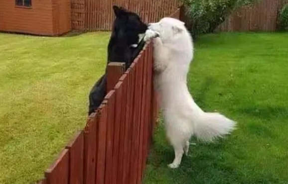 养黑狗好应该白狗好 这4个对比 一眼便知(图2)