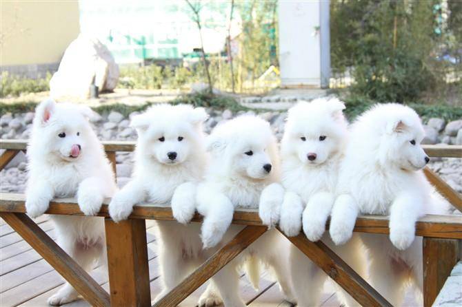 萨摩耶可以长多大？方式那些比对来打听一下看看(图3)