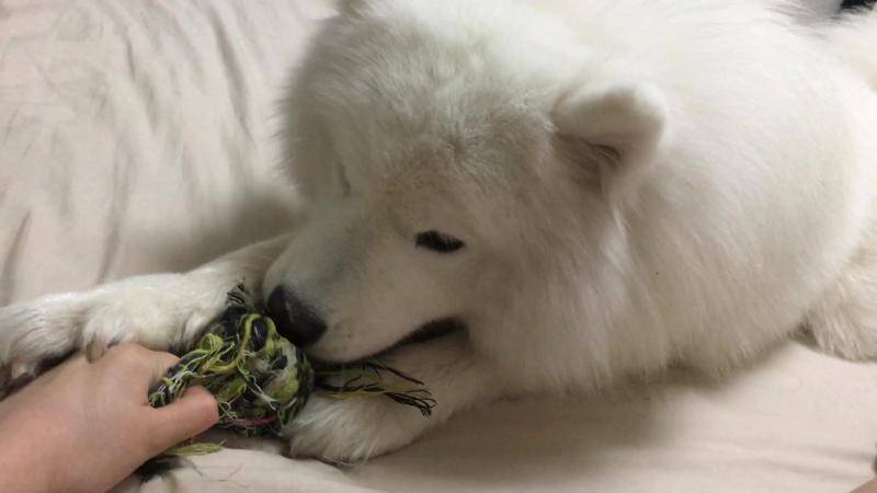 萨摩耶可以长多大？方式那些比对来打听一下看看(图1)