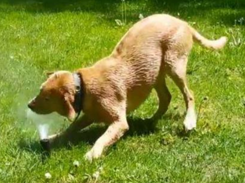 遛狗中途对小狗水份的摆脱很最重要 请诸位铲屎官查询资料！(图1)