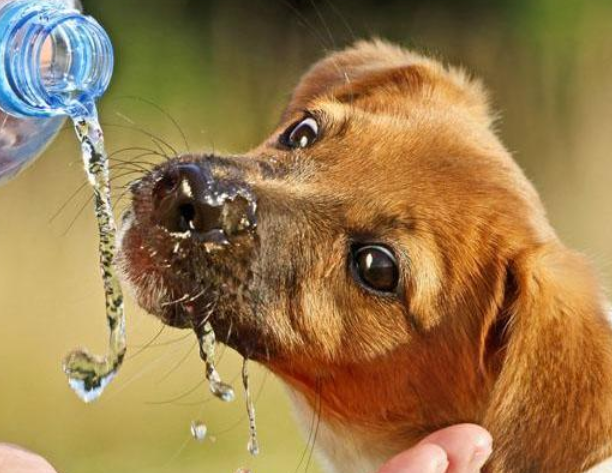 遛狗中途对小狗水份的摆脱很最重要 请诸位铲屎官查询资料！(图2)