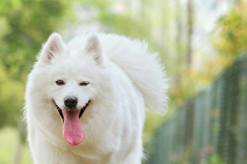 萨摩耶有银色的吗？这几件事情需要尽量(图2)