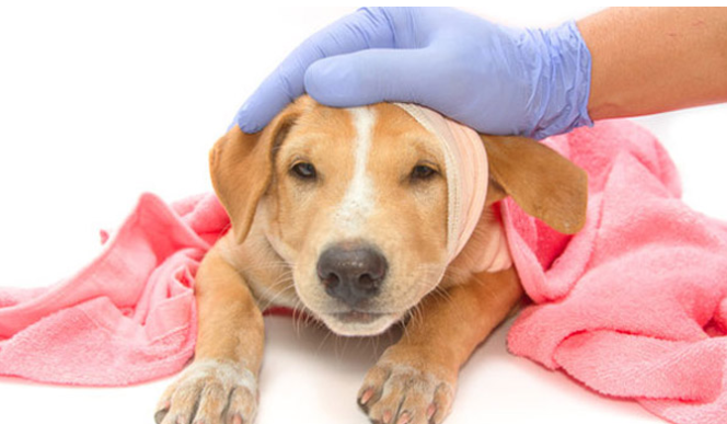 小狗外伤性流血咋处理？(图1)